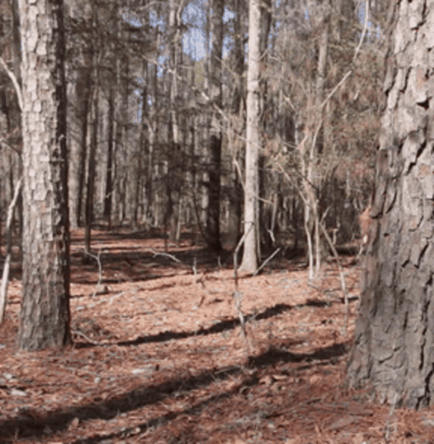 Bigfoot doing the griddy